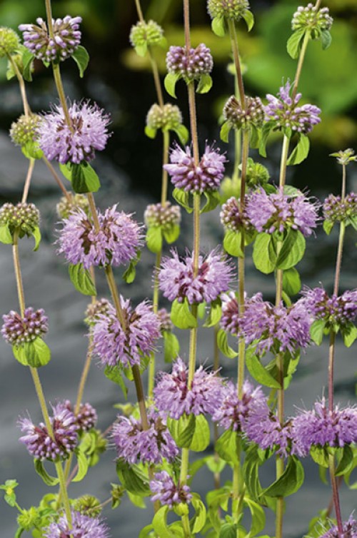 Mentha pulegium
